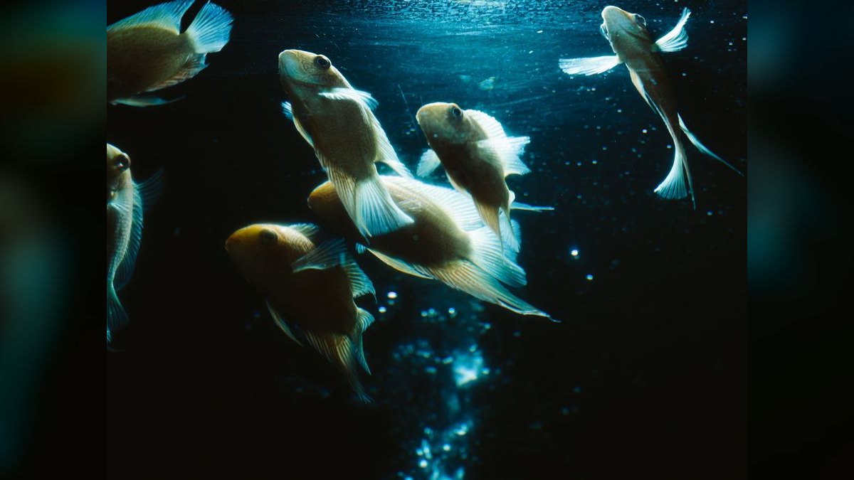 Top 10 Blackwater Aquarium Fish 2027 — figure 2