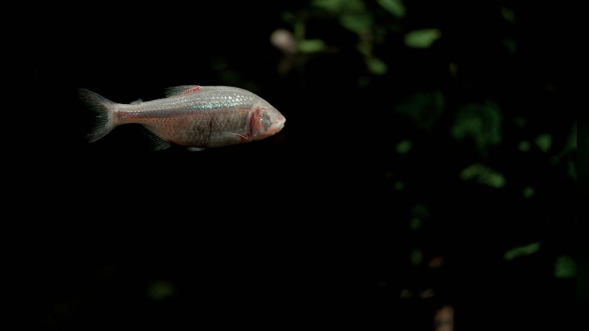 Top 10 Blackwater Aquarium Fish 2027 — figure 3