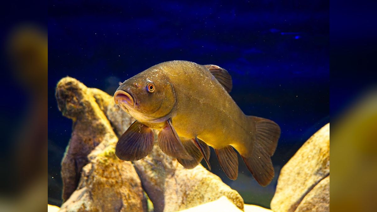 Top 10 Blackwater Aquarium Fish 2027 — figure 4