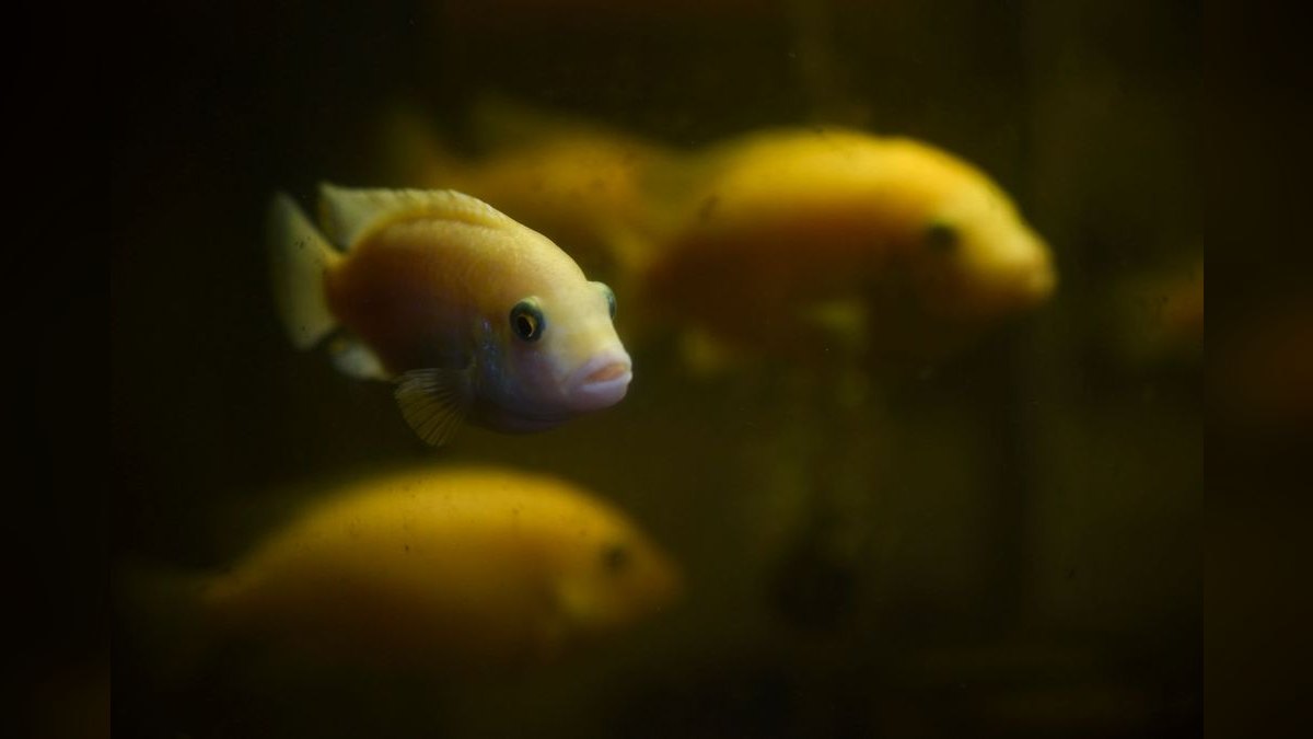 Top 10 Blackwater Aquarium Fish 2027 — figure 5
