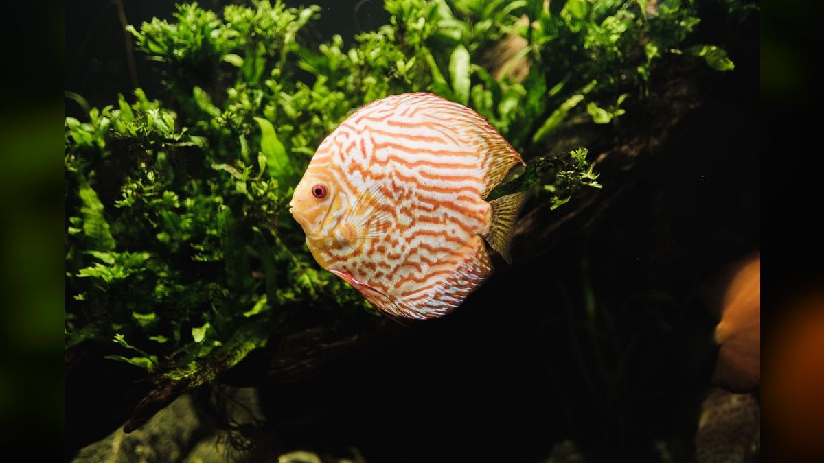 Top 10 Blackwater Aquarium Fish 2027 — figure 6