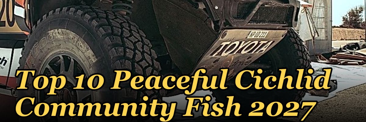 Top 10 Peaceful Cichlid Community Fish 2027