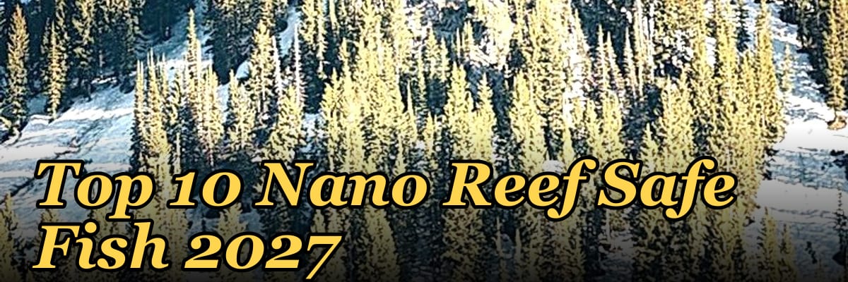 Top 10 Nano Reef Safe Fish 2027