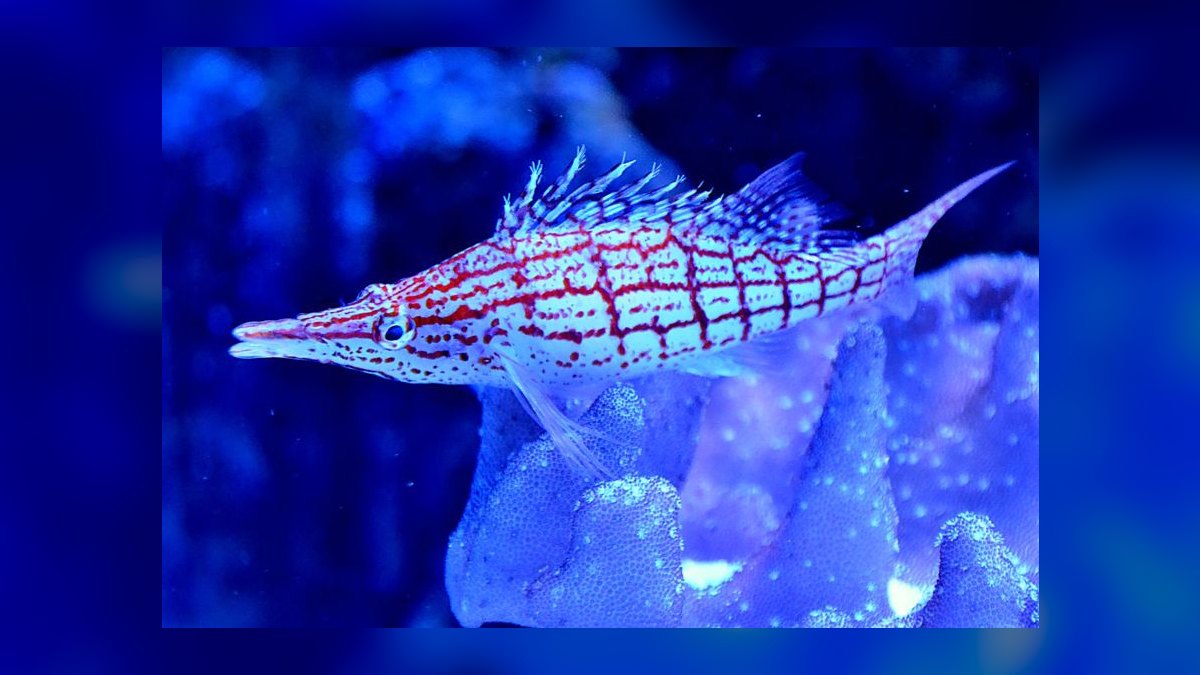 Top 10 Hawkfish Reef Personality Fish 2027 — figure 1