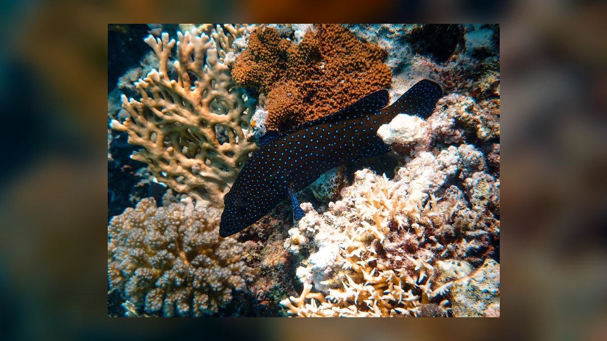 Top 10 Hawkfish Reef Personality Fish 2027 — figure 10