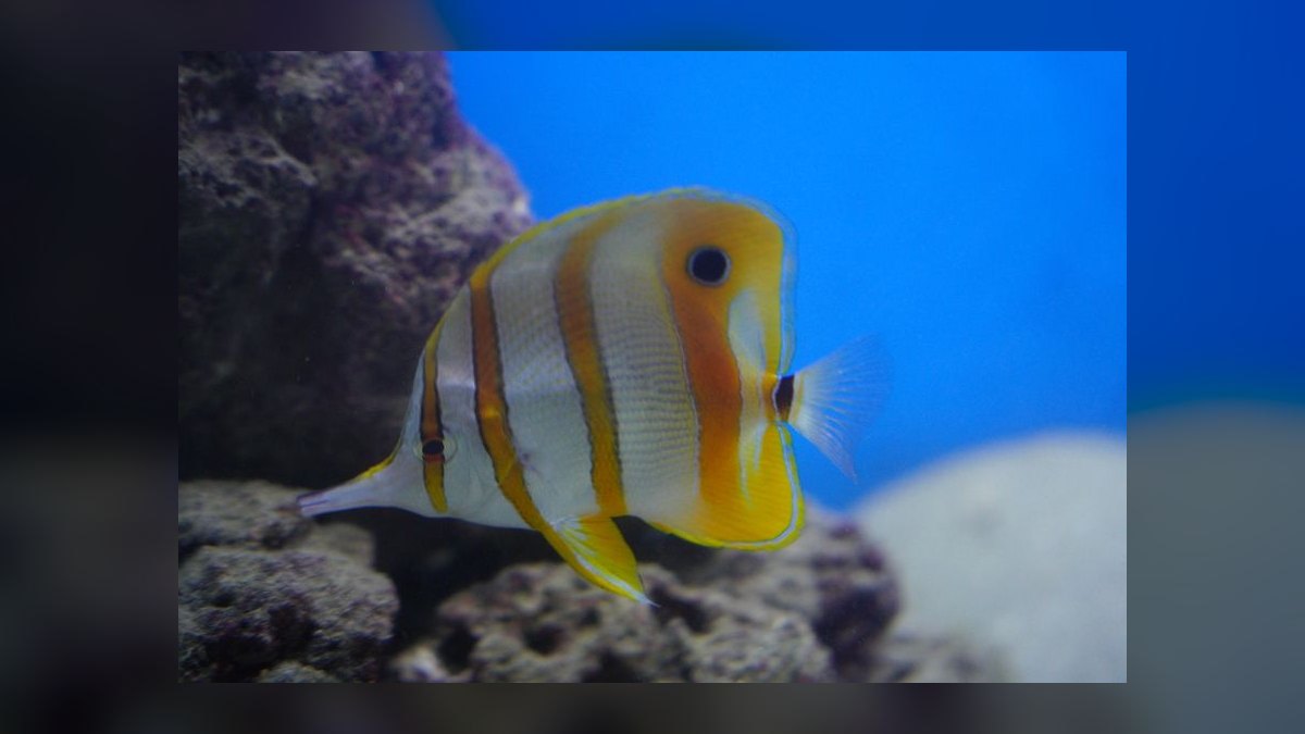 Top 10 Hawkfish Reef Personality Fish 2027 — figure 2