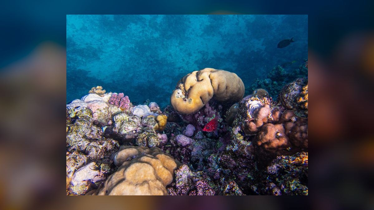 Top 10 Hawkfish Reef Personality Fish 2027 — figure 3