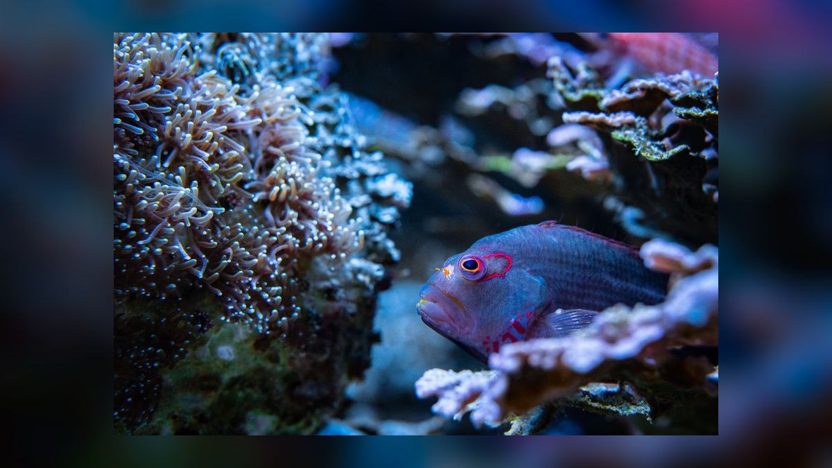 Top 10 Hawkfish Reef Personality Fish 2027 — figure 4