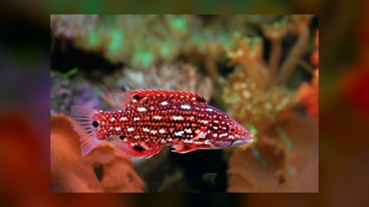 Top 10 Hawkfish Reef Personality Fish 2027 — figure 5
