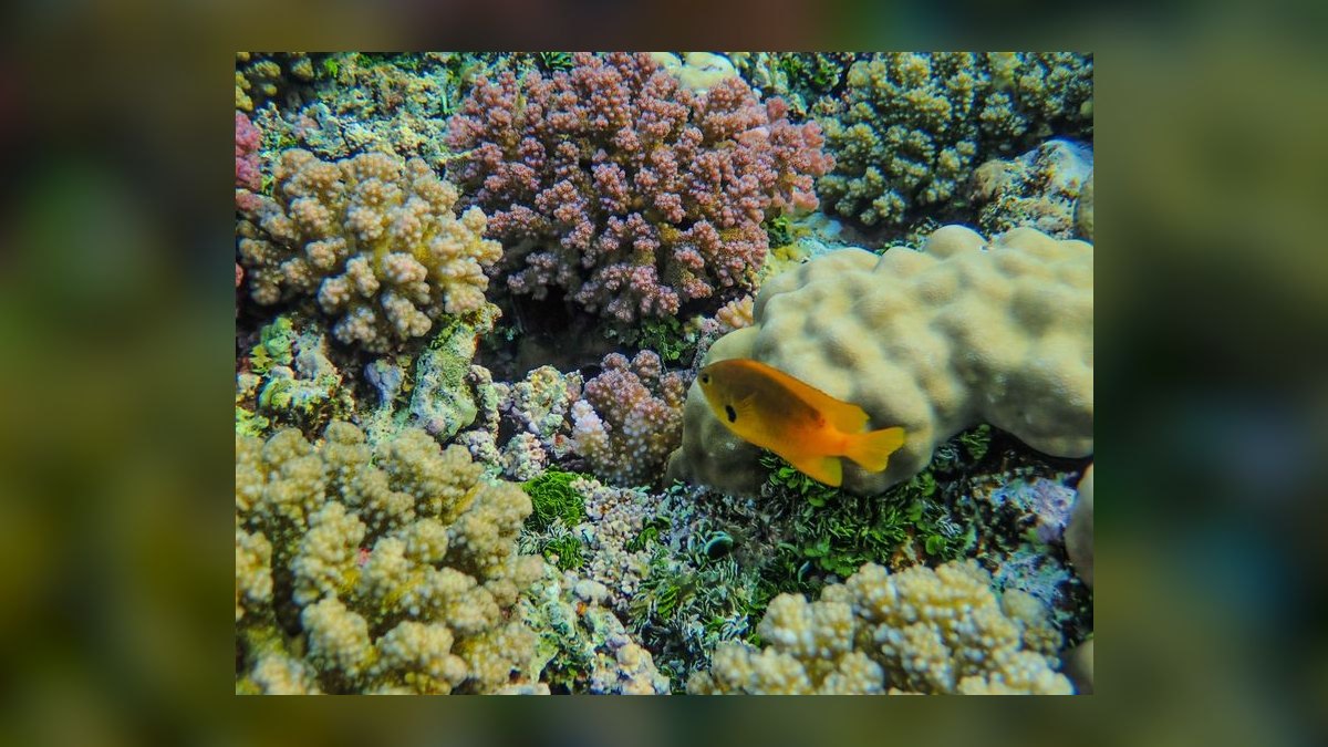 Top 10 Hawkfish Reef Personality Fish 2027 — figure 6