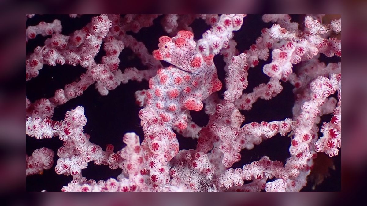 Top 10 Hawkfish Reef Personality Fish 2027 — figure 7