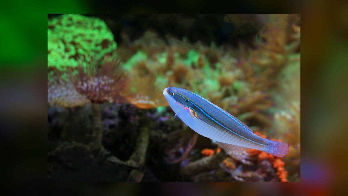 Top 10 Hawkfish Reef Personality Fish 2027 — figure 9
