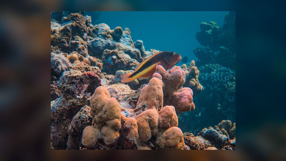 Top 10 Hawkfish Reef Personality Fish 2027