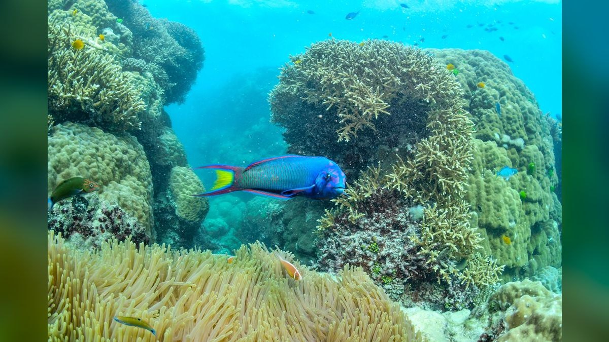 Top 10 Fairy Wrasse Colorful Reef Fish 2027 — figure 6
