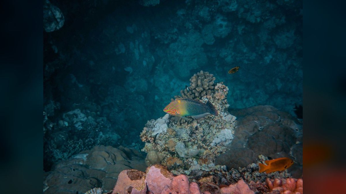 Top 10 Leopard Wrasse Sand Sifters 2027 — figure 3
