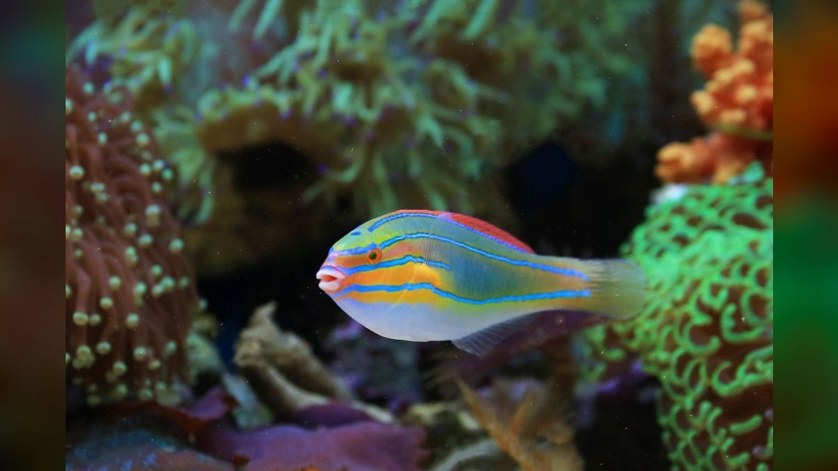 Top 10 Leopard Wrasse Sand Sifters 2027 — figure 5