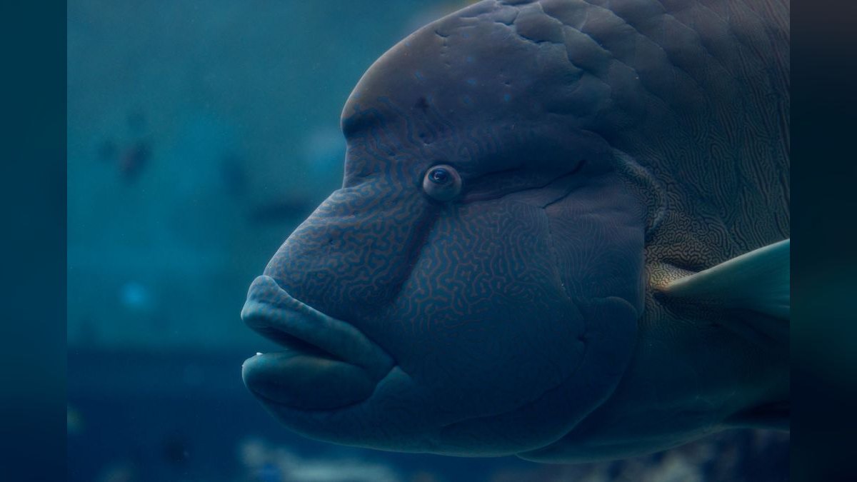 Top 10 Leopard Wrasse Sand Sifters 2027 — figure 6