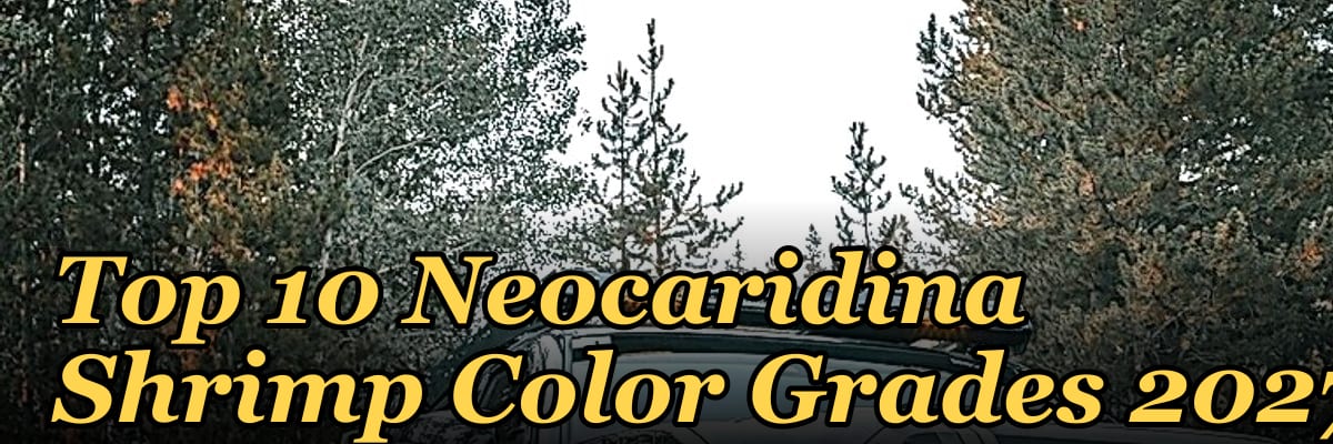 Top 10 Neocaridina Shrimp Color Grades 2027