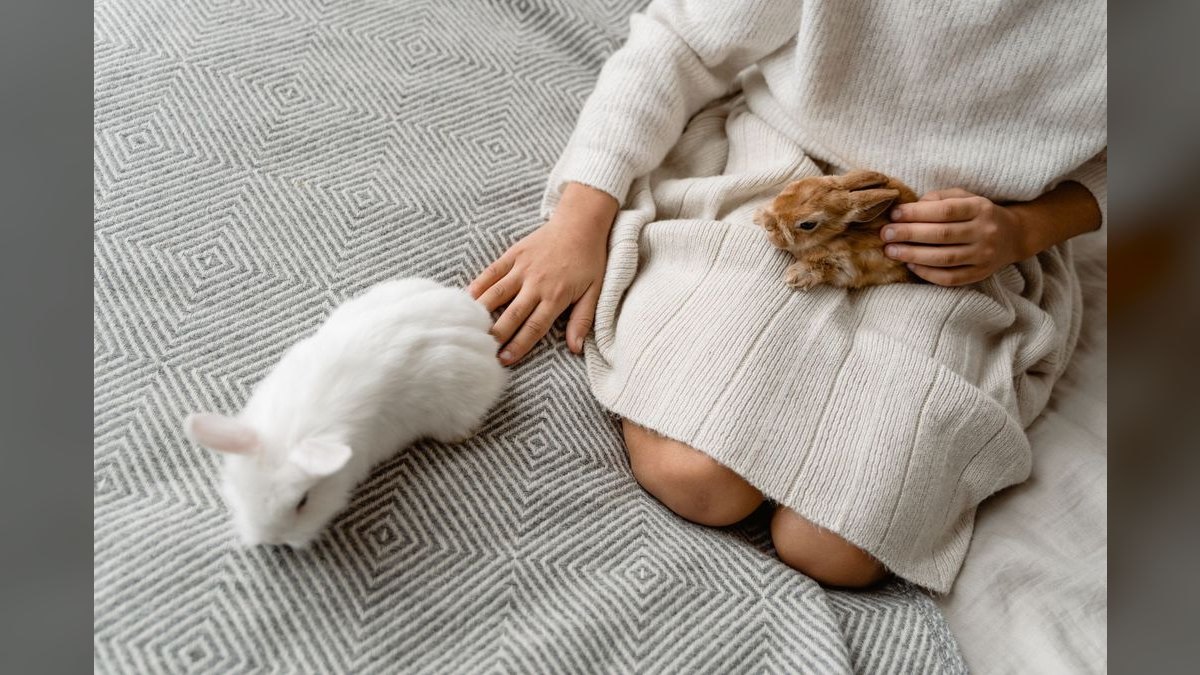 Top 10 best Pets options in 2027 — figure 4