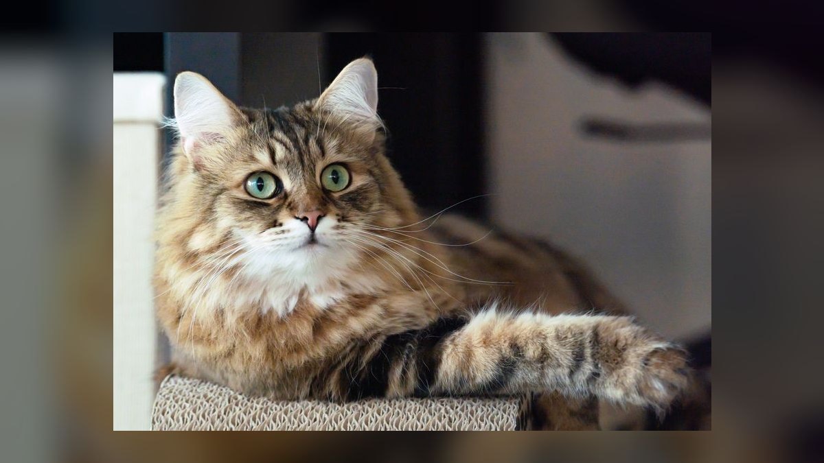 Top 10 hypoallergenic cat breeds for allergy sufferers in 2027 — figure 1