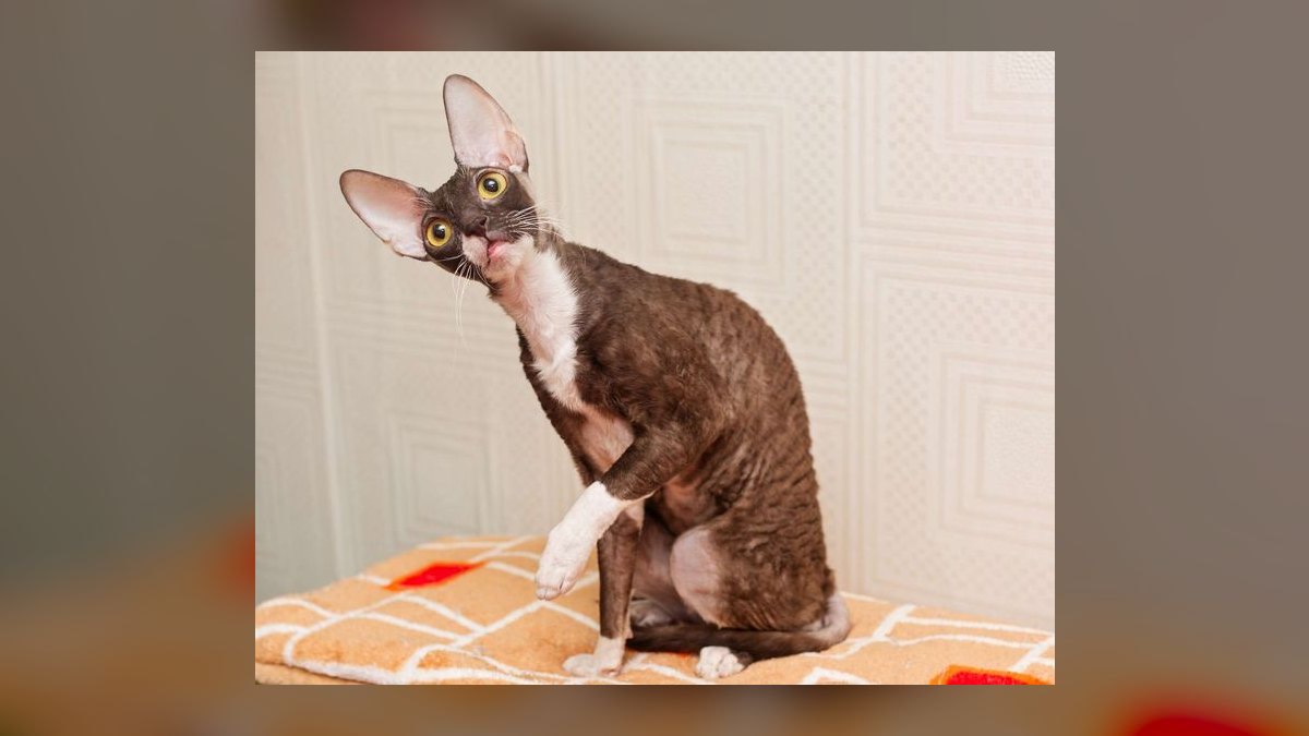 Top 10 hypoallergenic cat breeds for allergy sufferers in 2027 — figure 4