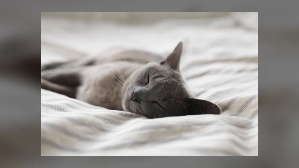 Top 10 hypoallergenic cat breeds for allergy sufferers in 2027 — figure 6