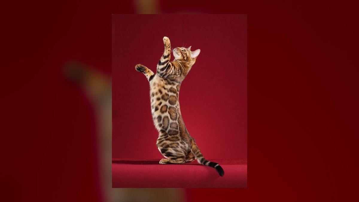 Top 10 hypoallergenic cat breeds for allergy sufferers in 2027 — figure 7