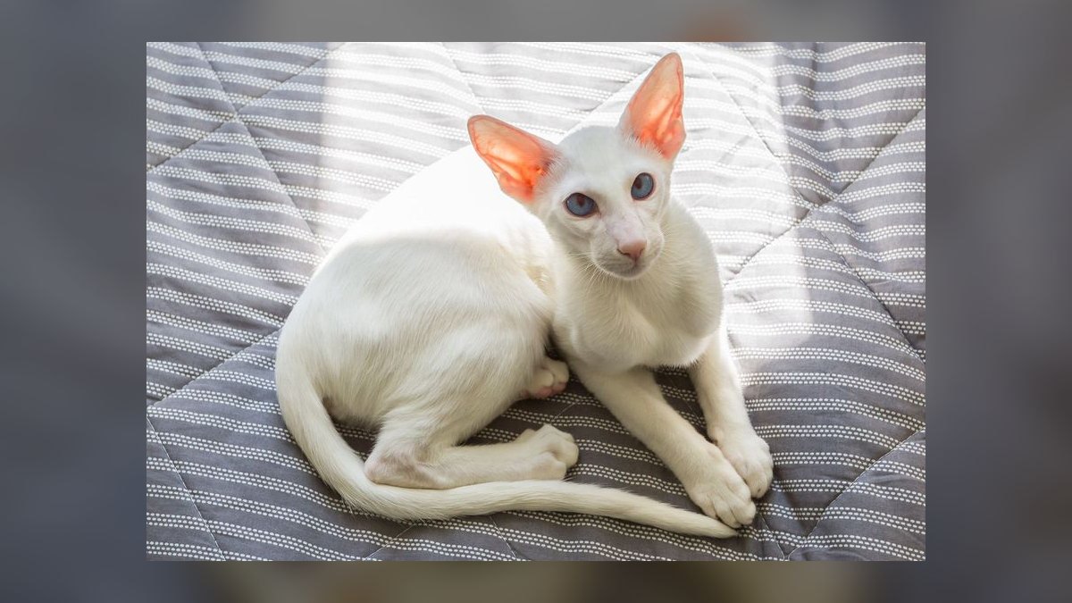 Top 10 hypoallergenic cat breeds for allergy sufferers in 2027 — figure 8