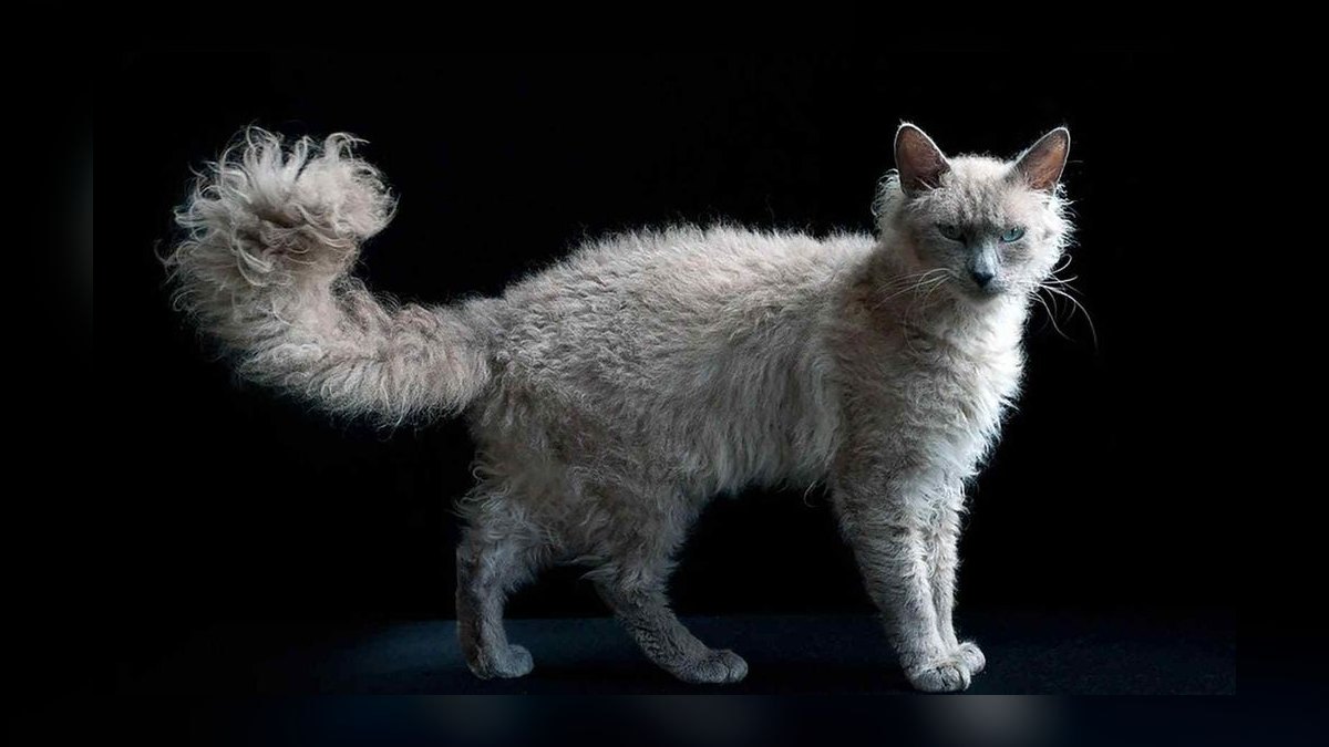 Top 10 hypoallergenic cat breeds for allergy sufferers in 2027 — figure 9
