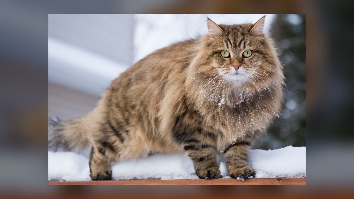 Top 10 hypoallergenic cat breeds for allergy sufferers in 2027