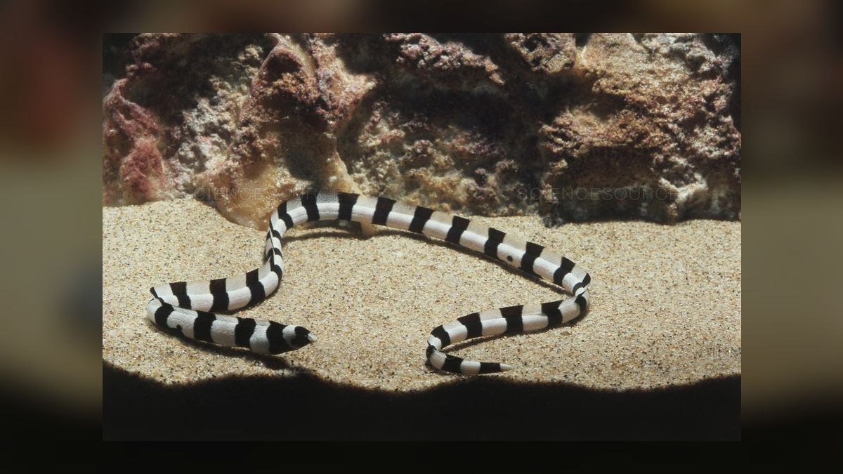 Top 10 Aquarium Snake Species for Experienced Keepers in 2027 — figure 1
