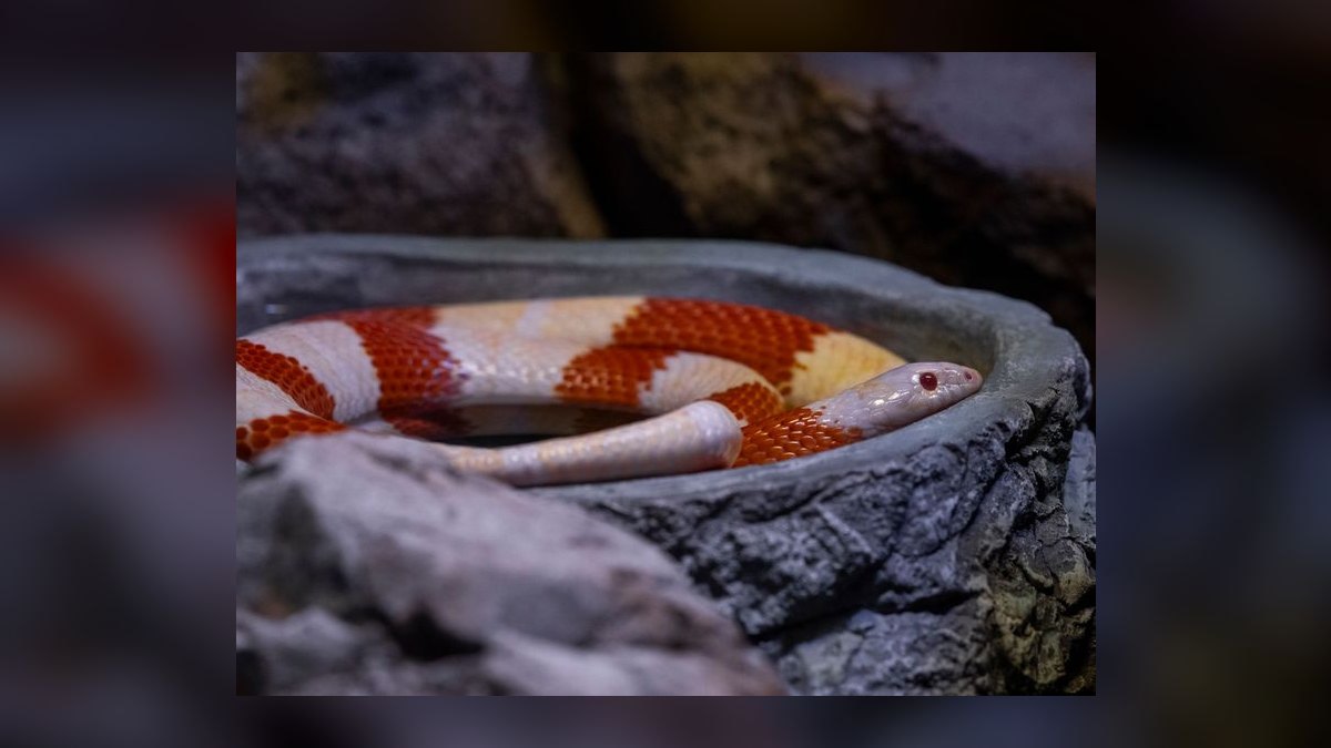 Top 10 Aquarium Snake Species for Experienced Keepers in 2027 — figure 10