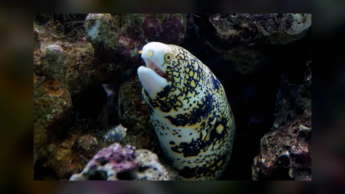 Top 10 Aquarium Snake Species for Experienced Keepers in 2027 — figure 2