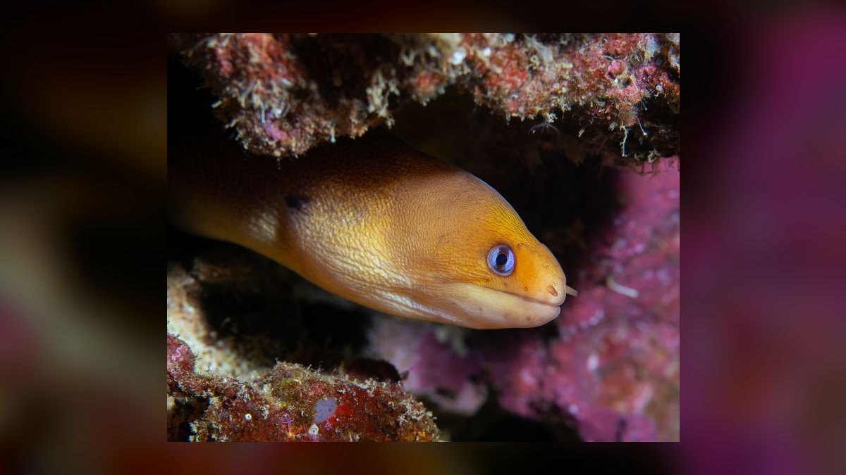 Top 10 Aquarium Snake Species for Experienced Keepers in 2027 — figure 3