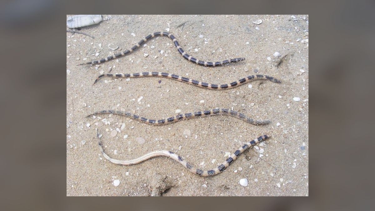 Top 10 Aquarium Snake Species for Experienced Keepers in 2027 — figure 4