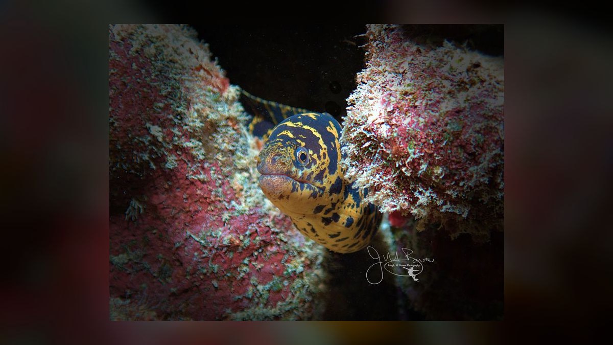 Top 10 Aquarium Snake Species for Experienced Keepers in 2027 — figure 5