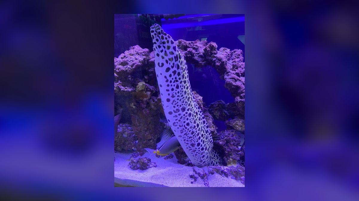 Top 10 Aquarium Snake Species for Experienced Keepers in 2027 — figure 8