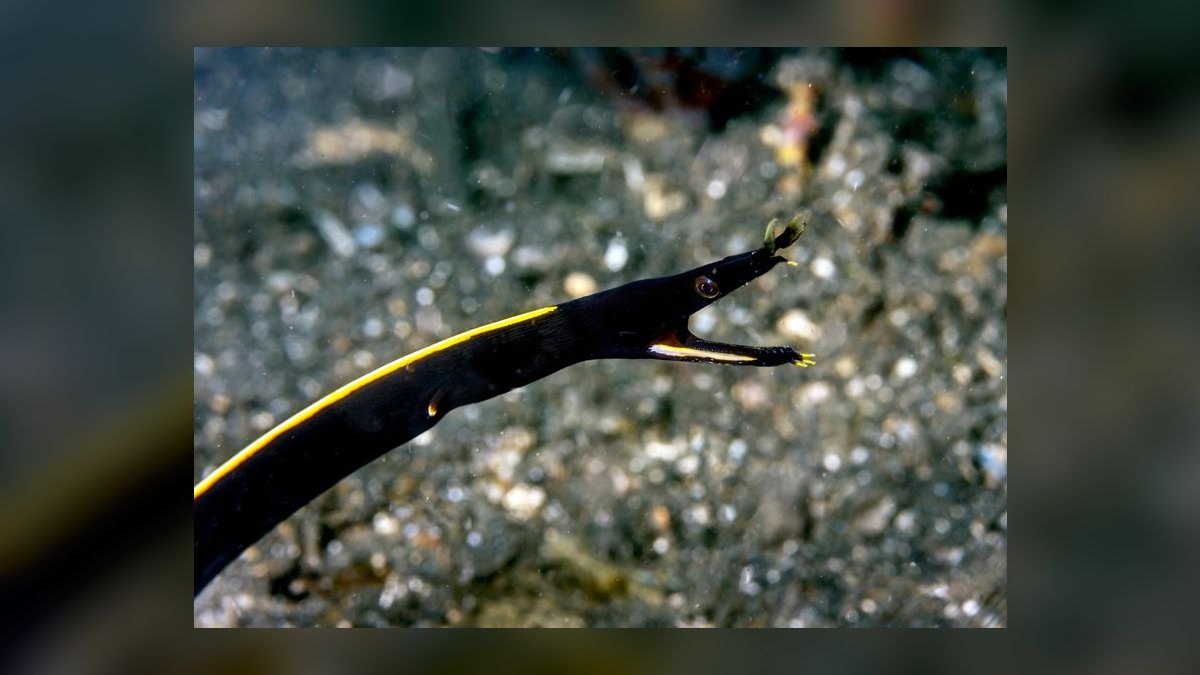 Top 10 Aquarium Snake Species for Experienced Keepers in 2027 — figure 9