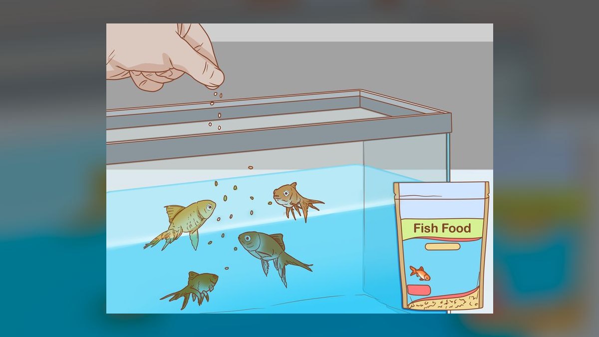 What is the best way to treat fin rot in a community tank without harming other fish in 2027 — figure 1