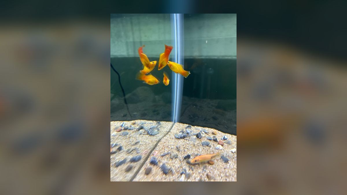 What is the best way to treat fin rot in a community tank without harming other fish in 2027 — figure 2
