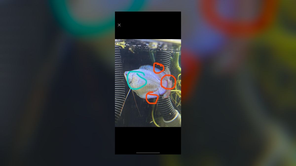 What is the best way to treat fin rot in a community tank without harming other fish in 2027 — figure 4