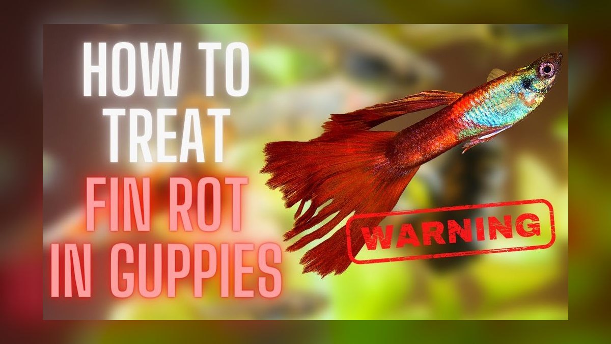 What is the best way to treat fin rot in a community tank without harming other fish in 2027 — figure 5