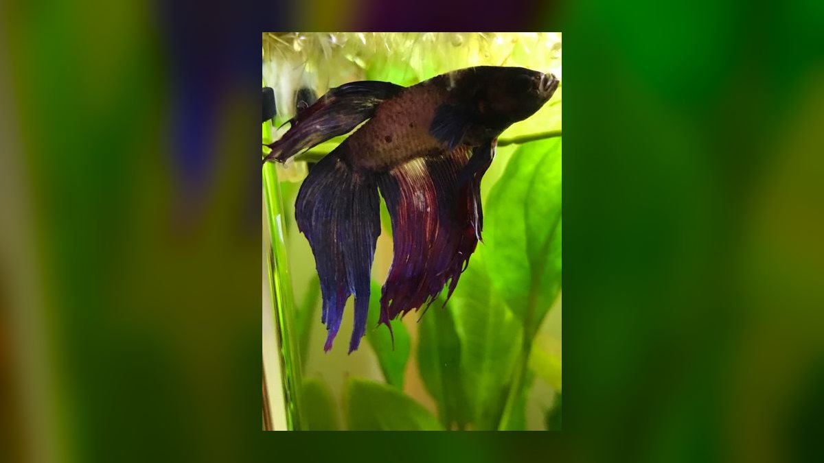 What is the best way to treat fin rot in a community tank without harming other fish in 2027 — figure 6