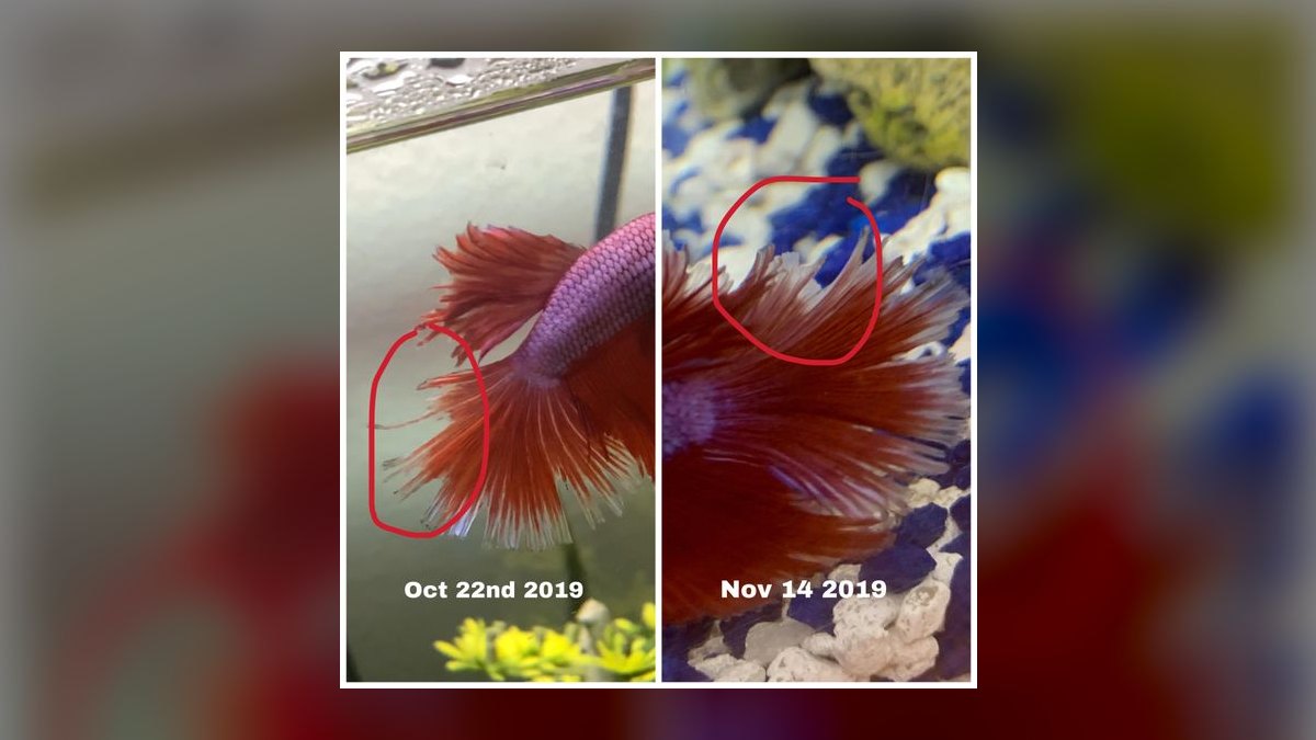 What is the best way to treat fin rot in a community tank without harming other fish in 2027 — figure 7