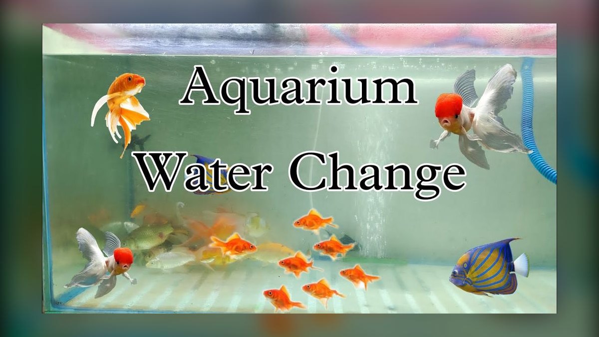Top 10 Step-by-Step Guide to Changing Aquarium Water for Beginners in 2027 — figure 10