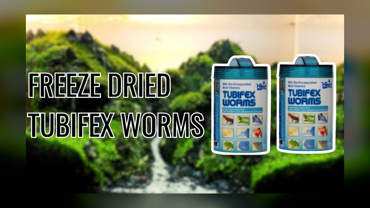Top 10 Step-by-Step Guide to Changing Aquarium Water for Beginners in 2027 — figure 9