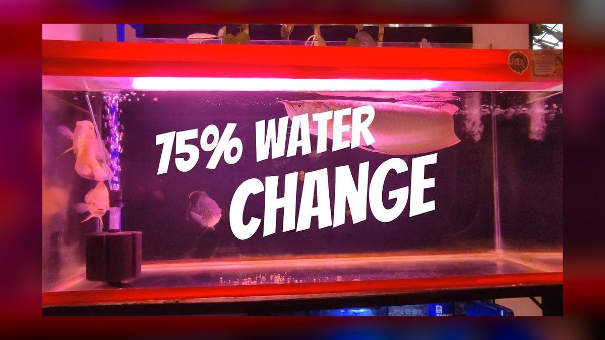 Top 10 aquarium water change frequency guidelines in 2027 — figure 1