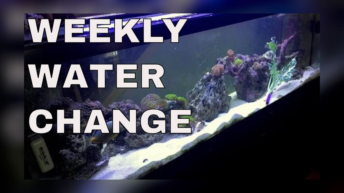 Top 10 aquarium water change frequency guidelines in 2027 — figure 2