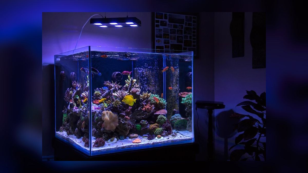 Top 10 Gallons of Water Per Fish in 2027 — figure 9