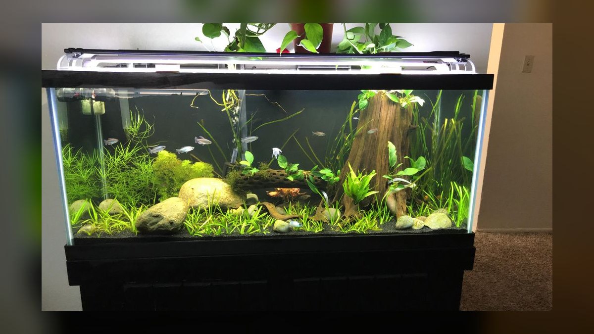 Top 10 how much water does a 75-gallon aquarium hold in 2027 — figure 10
